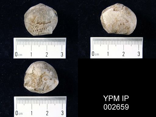 Hypothyridina cuboides