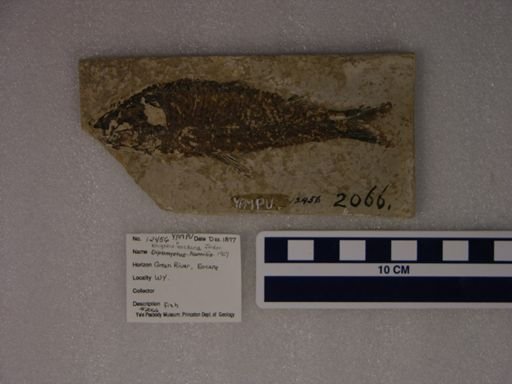 Knightia eocaena