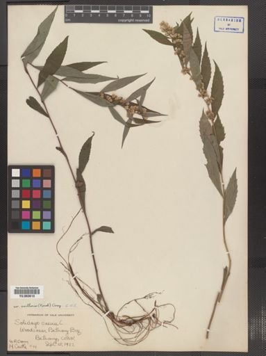 Solidago caesia
