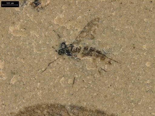 undet. Diptera