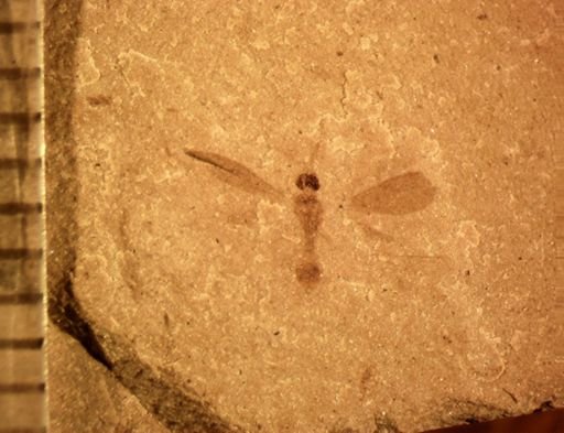 undet. Chalcidoidea