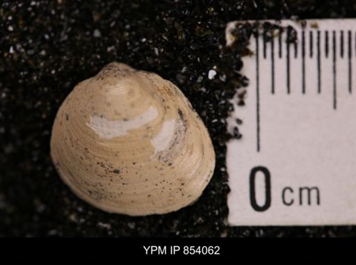 Limopsis striatopunctatus