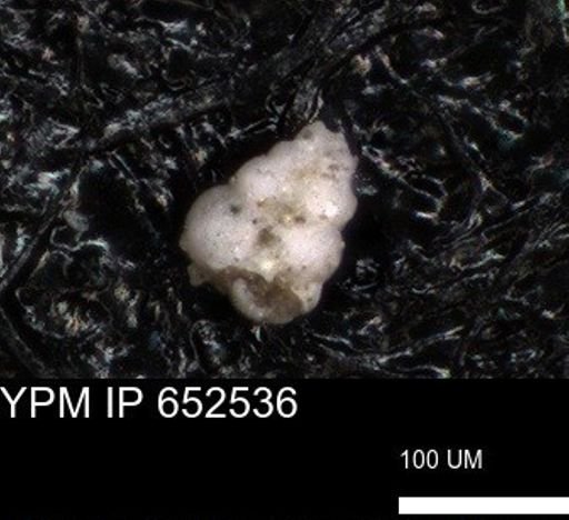 undet. Foraminiferida