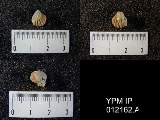 Hustedia mormoni