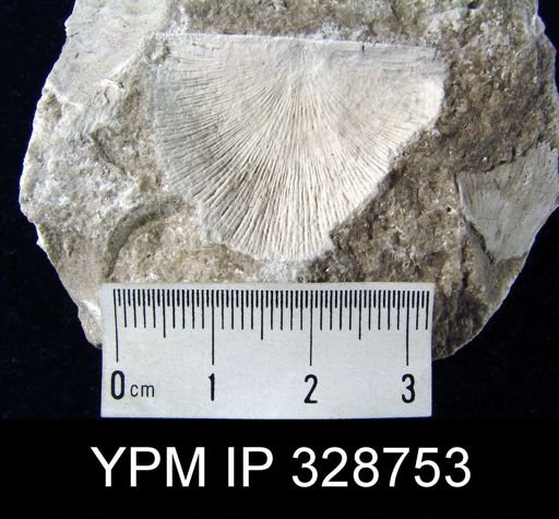 Strophonella?
