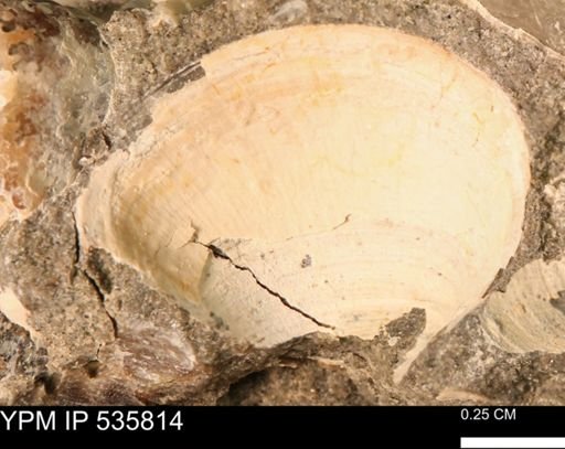 Limopsis striatopunctatus