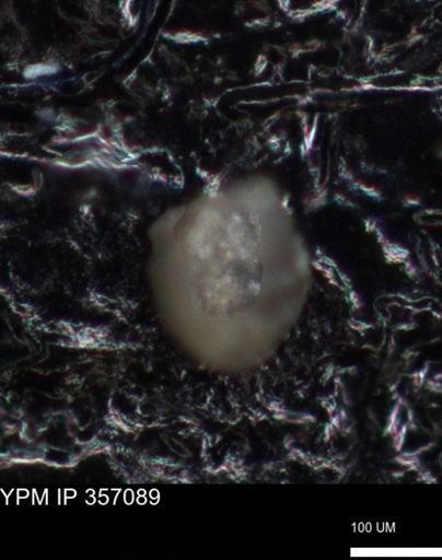 undet. Foraminiferida