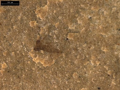 taxon undetermined