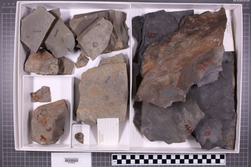 mixed taxa, stratigraphic collection