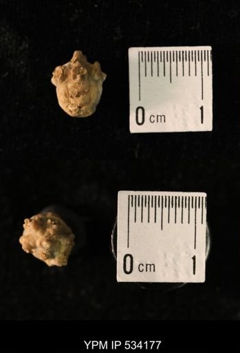Talarocrinus sp.