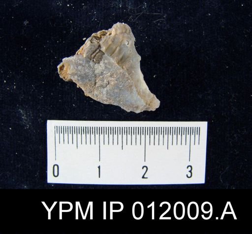 Richthofenia likharewi