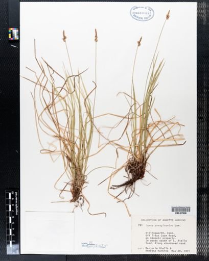 Carex pensylvanica
