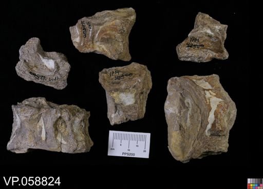 undet. Ichthyodectidae