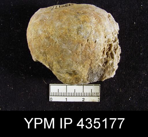 Aulosteges medlicottianus