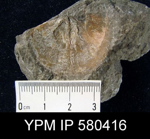 Stropheodonta inaequiradiata