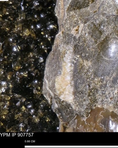 undet. Mollusca