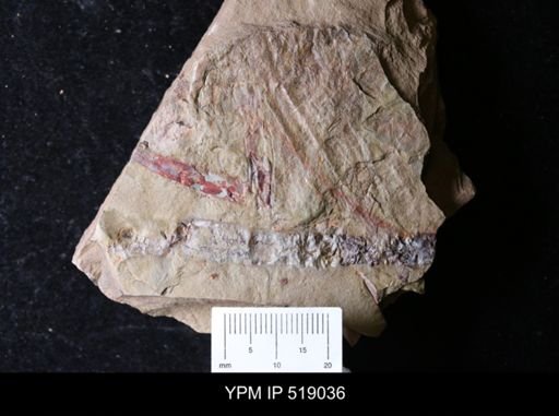 Sphenothallus?