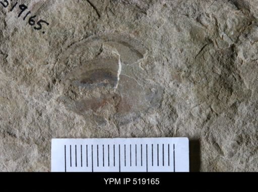 Microschedia sp.