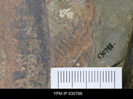 Aegirocassis sp.