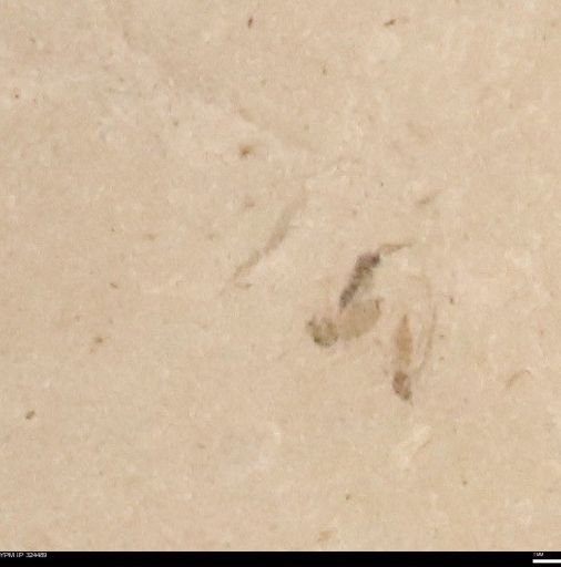 undet. Insecta