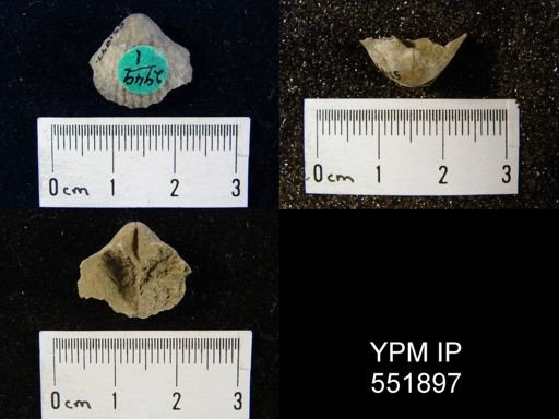 Gypidula sp.