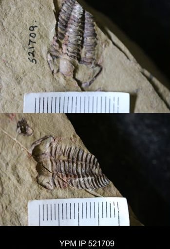 Bavarilla zemmourensis