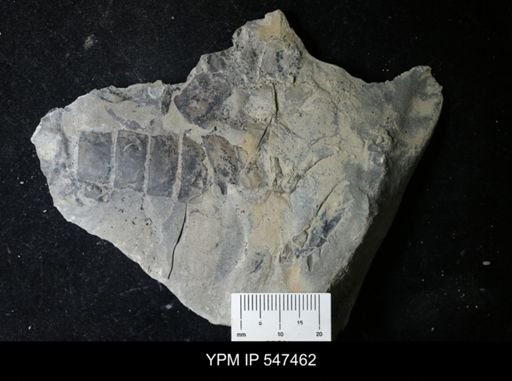 undet. Eurypterida