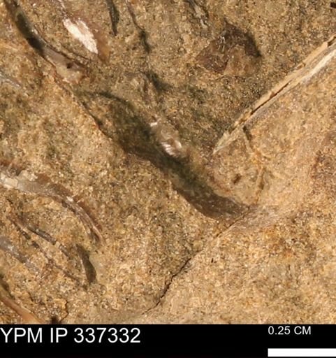 undet. Bivalvia