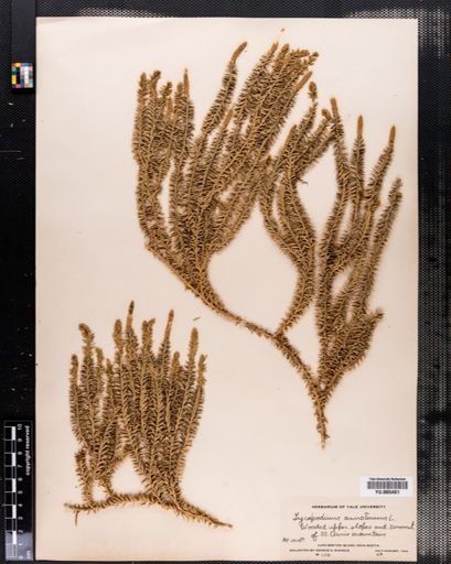 Lycopodium annotinum