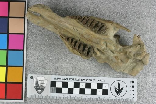 Elomeryx mitis