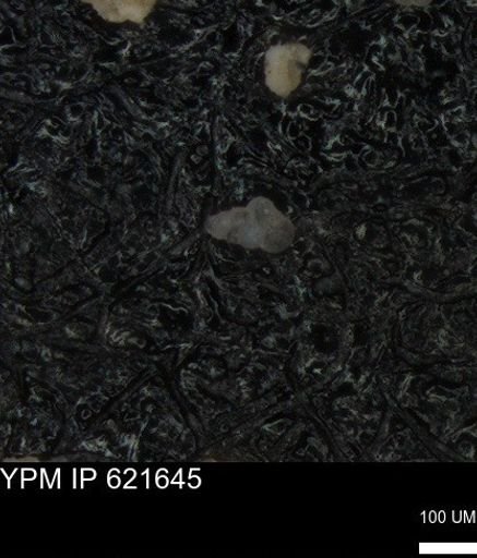 undet. Heterohelicidae