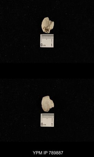 undet. Brachiopoda