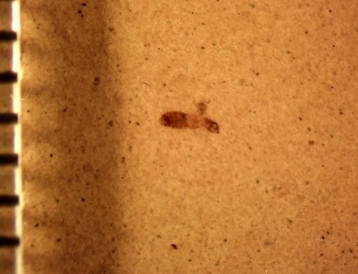 undet. Staphylinidae