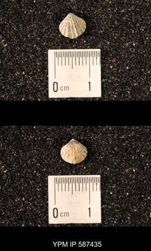Camarotoechia whitei
