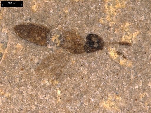 taxon undetermined