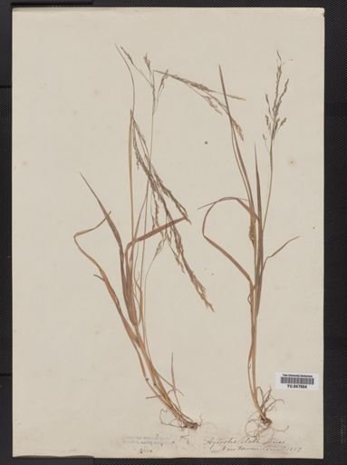Agrostis perennans