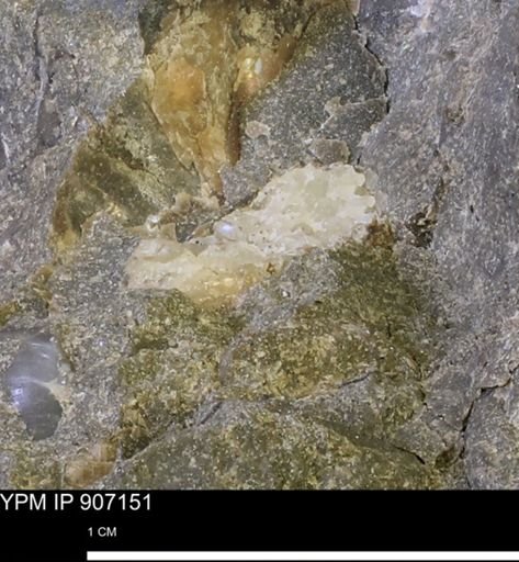 undet. Mollusca