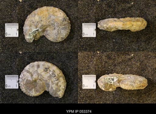 Discoscaphites conradi