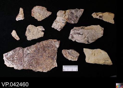 undet. Actinopterygii
