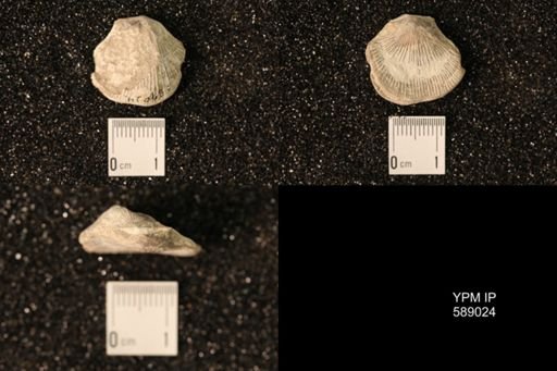 Dinorthis subquadrata