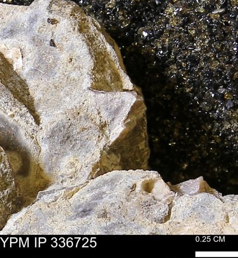 undet. Mollusca