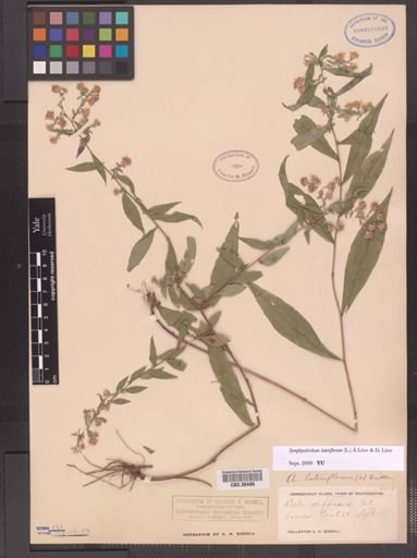 Symphyotrichum lateriflorum