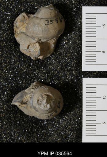 Campeloma harlowtonensis