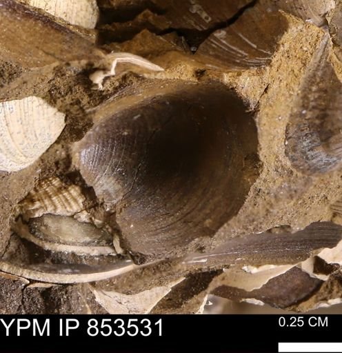 Limopsis striatopunctatus