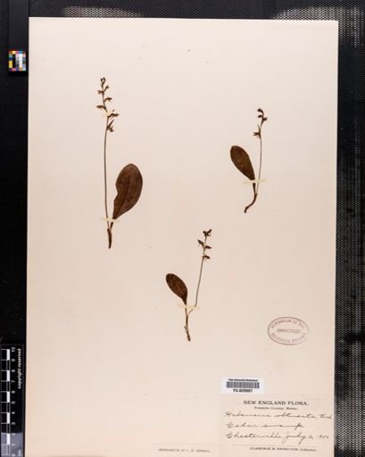 Habenaria