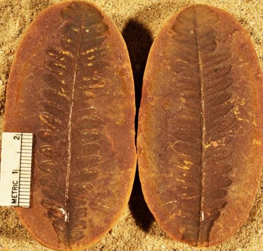 Pecopteris