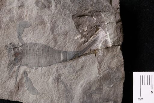 Eurypterus remipes remipes