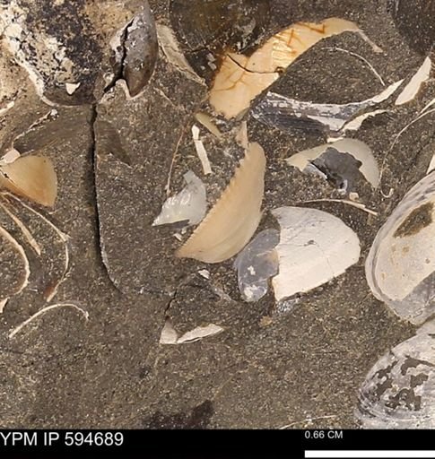 undet. Bivalvia