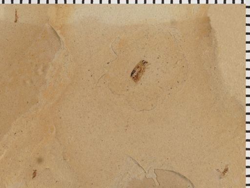 undet. Curculionidae