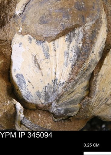 Limopsis striatopunctatus